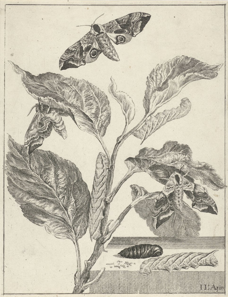 Hojas con orugas y mariposas. de Jacob l