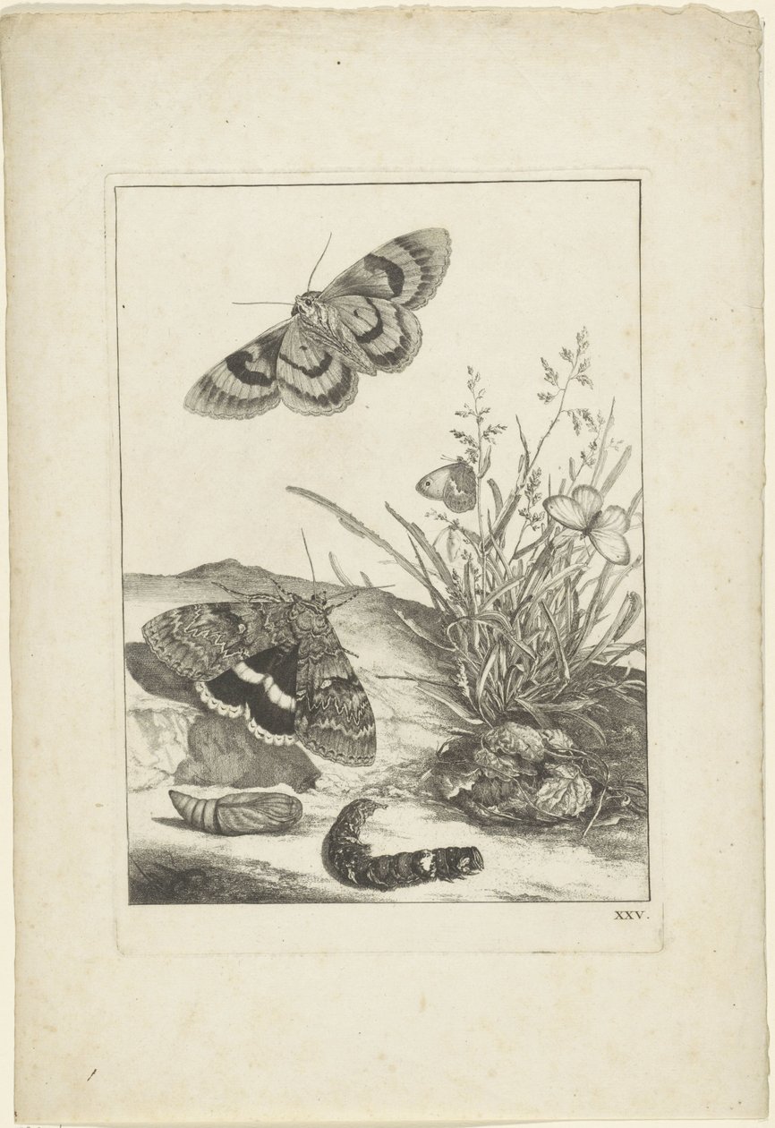 Mariposas, oruga y capullo de Jacob l