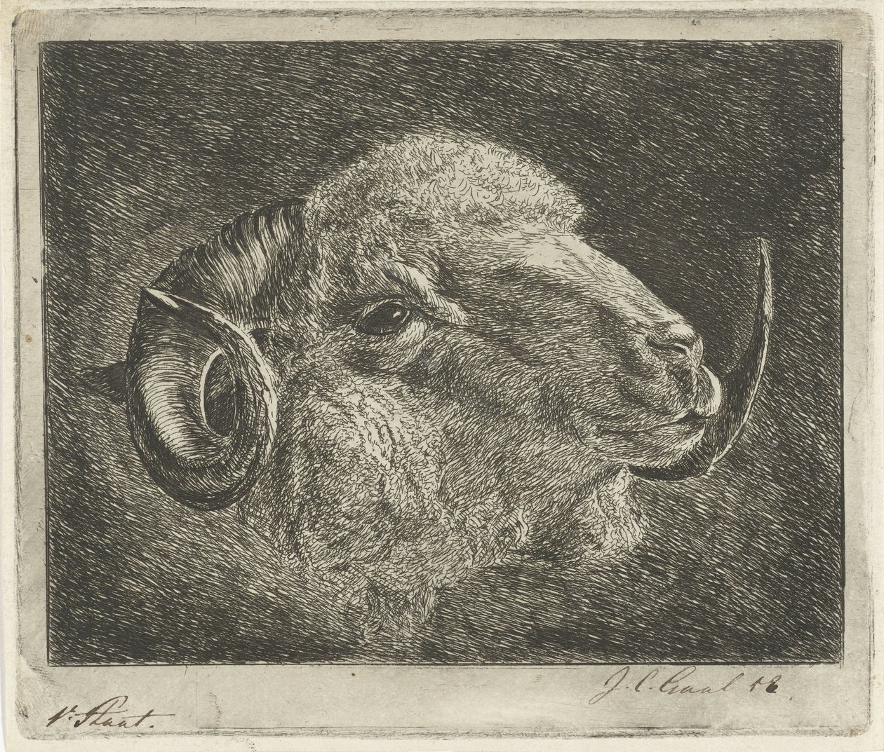 Cabeza de carnero con cuernos hacia atrás de Jacobus Cornelis Gaal (signed by artist)