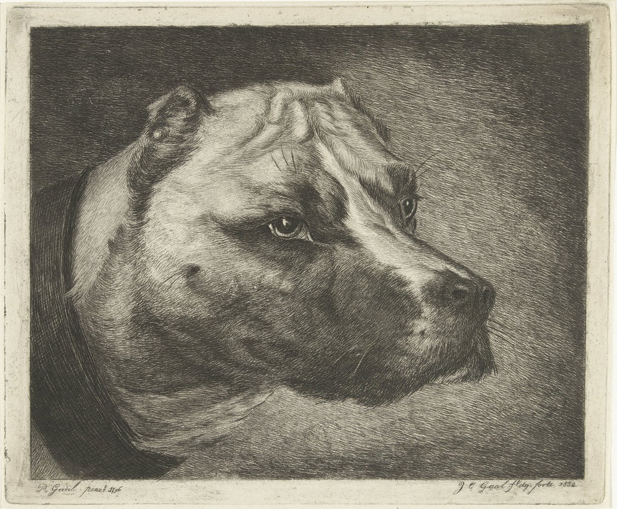 cabeza de perro con collar de Jacobus Cornelis Gaal