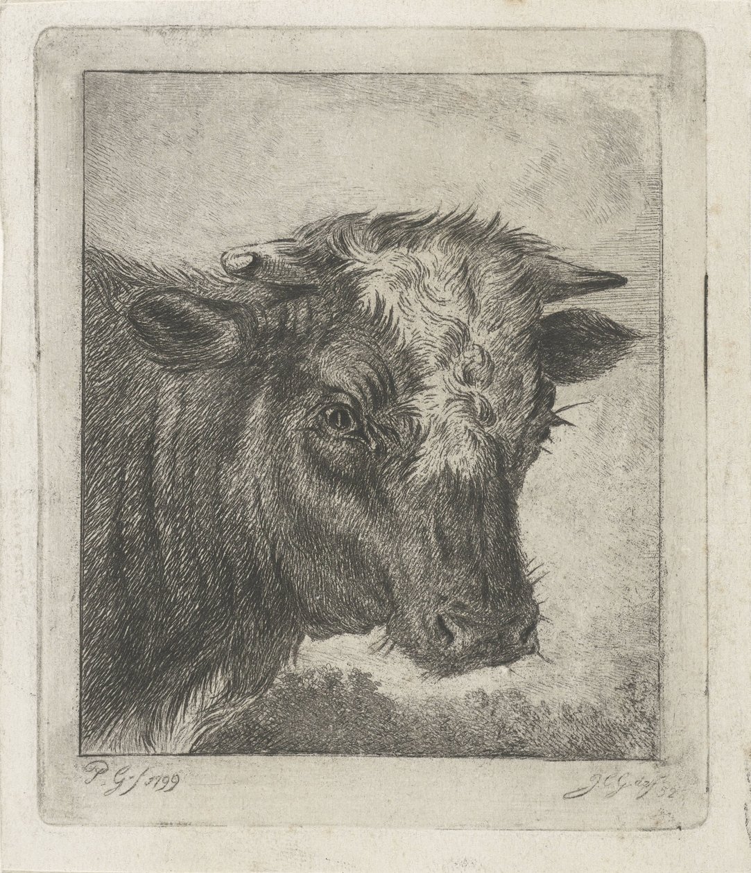 Cabeza de vaca con col blanca de Jacobus Cornelis Gaal