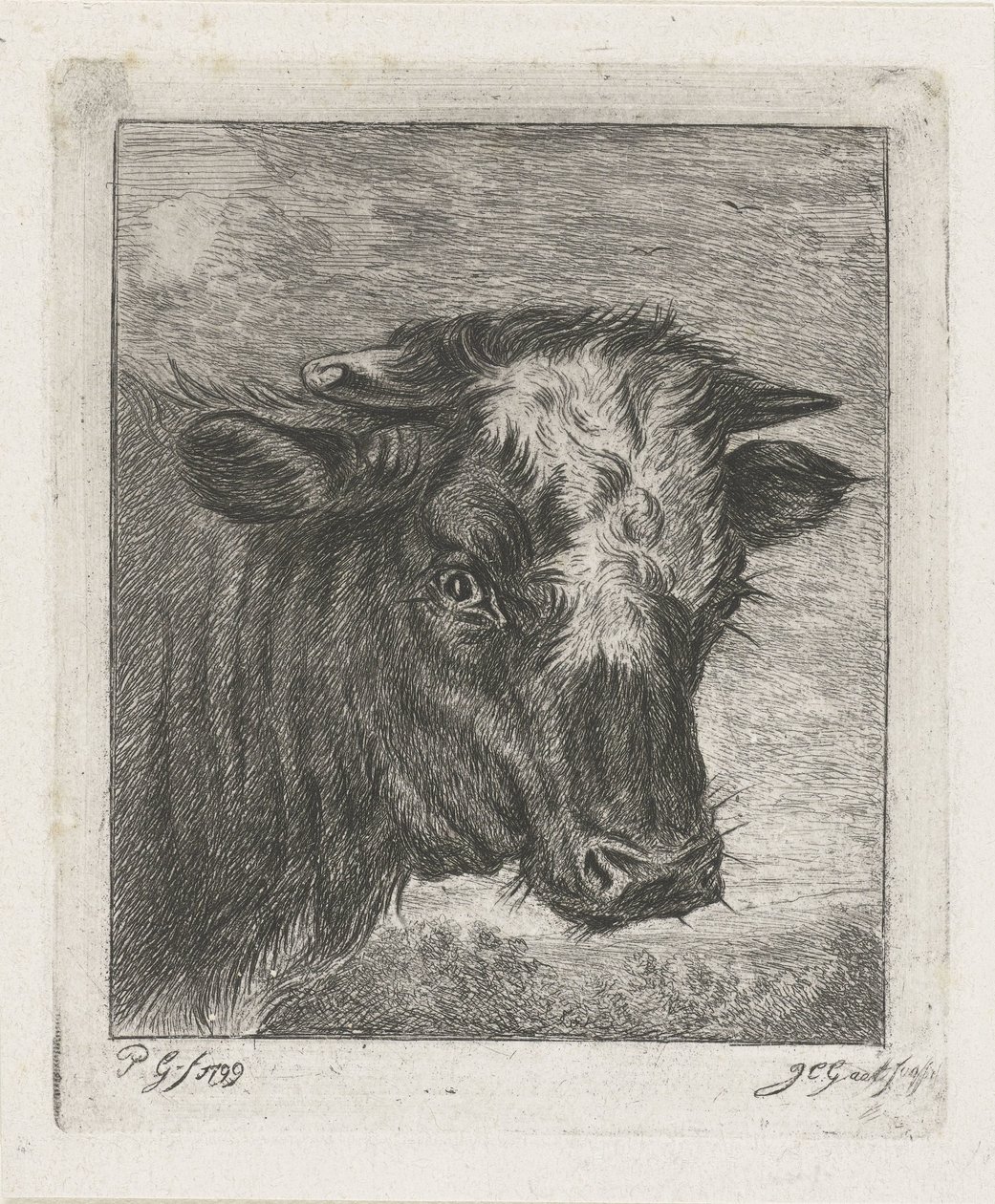 Cabeza de vaca con col blanca de Jacobus Cornelis Gaal