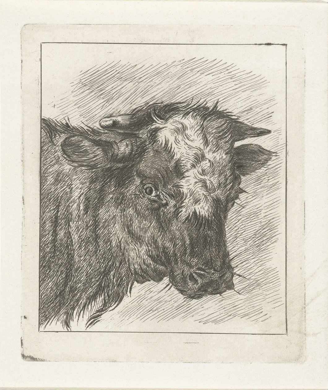 Cabeza de vaca con col blanca de Jacobus Cornelis Gaal