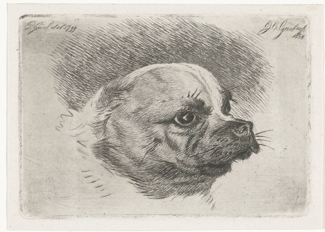 cabeza de pug de Jacobus Cornelis Gaal