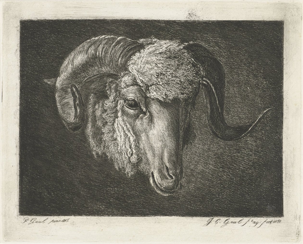 Cabeza de carnero con cuernos torcidos de Jacobus Cornelis Gaal