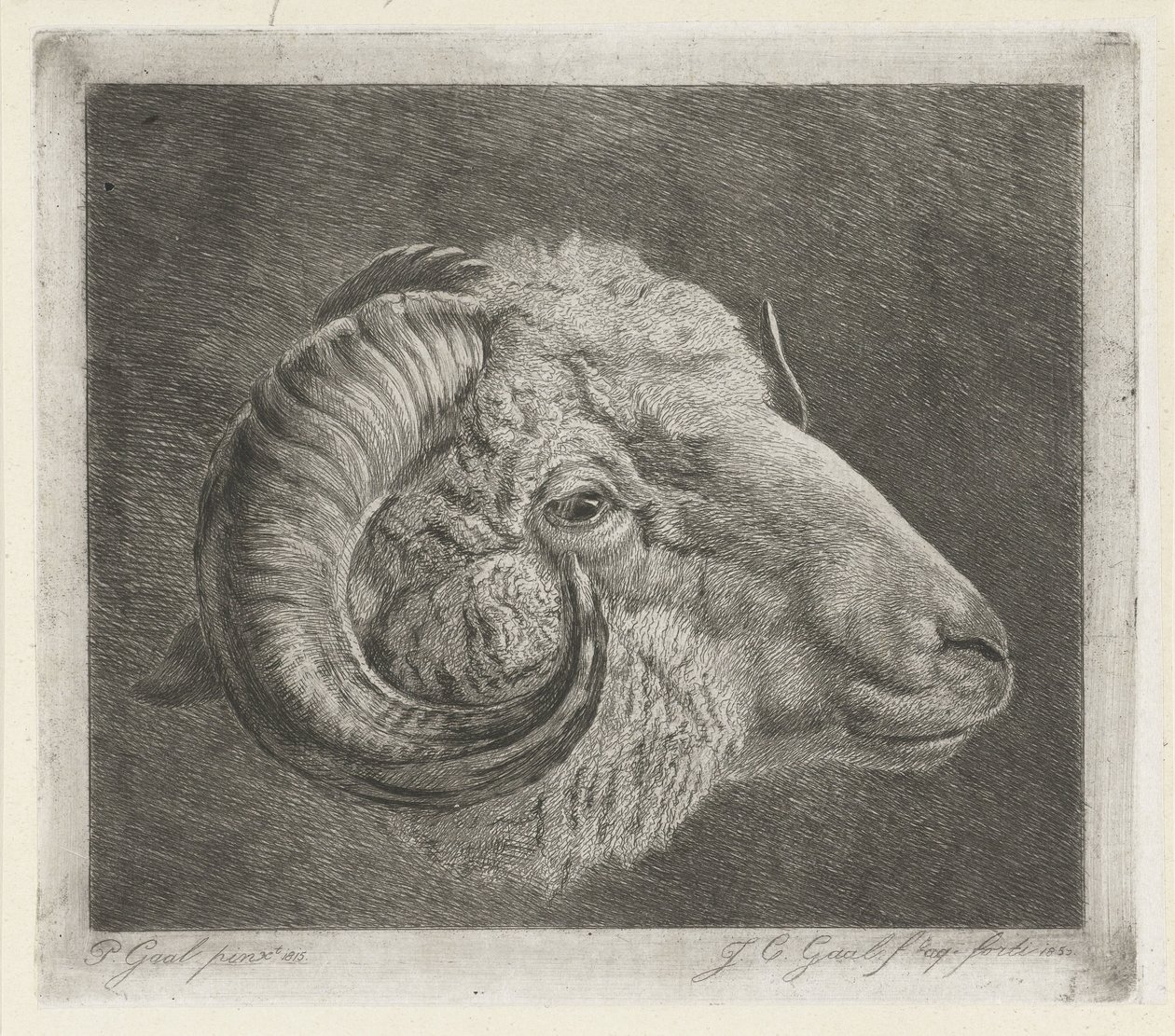 Cabeza de carnero con cuerno curvo hasta el ojo de Jacobus Cornelis Gaal