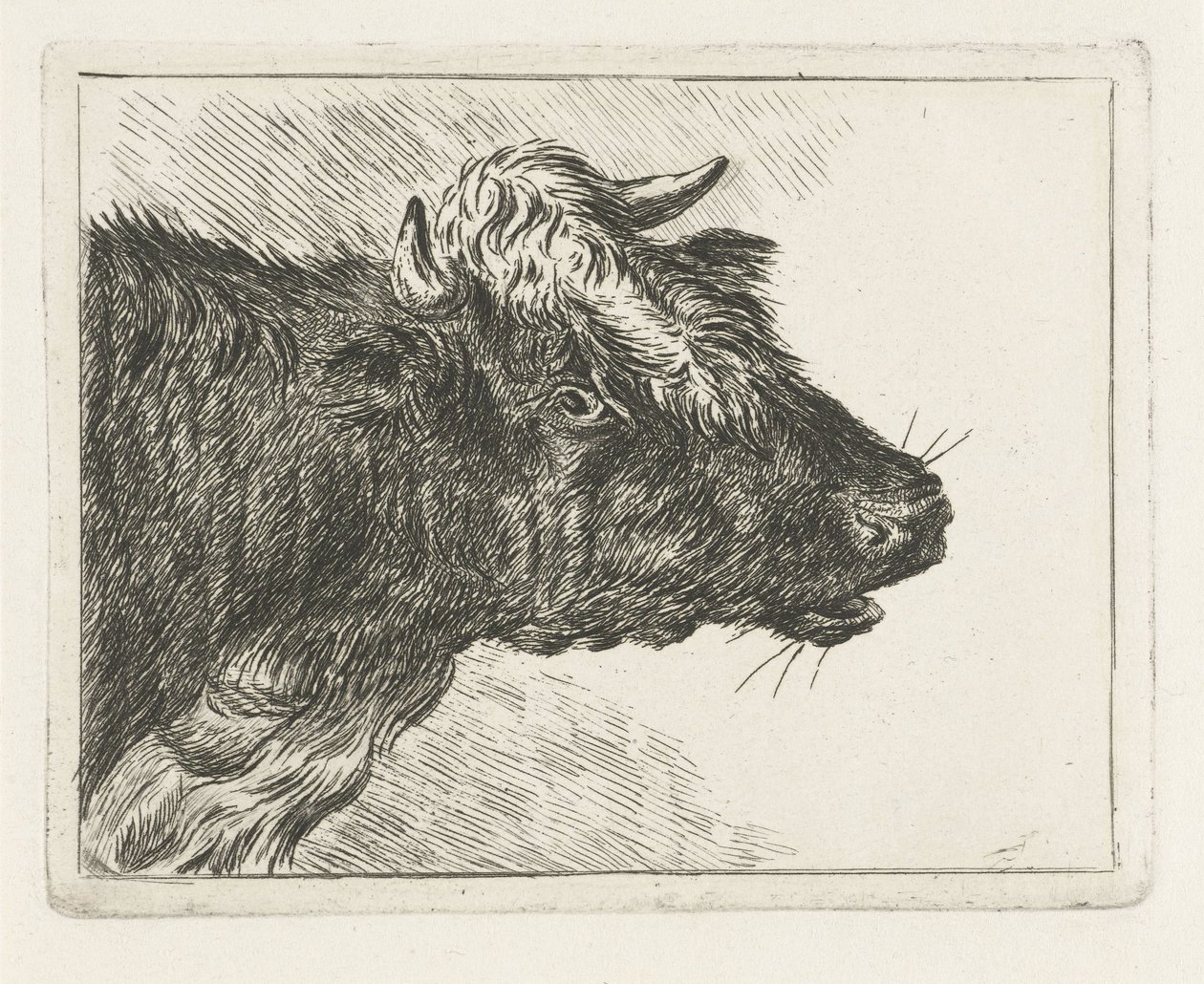 Buey rugiente de Jacobus Cornelis Gaal