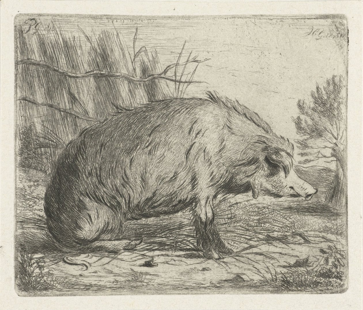 Jabalí sentado de Jacobus Cornelis Gaal