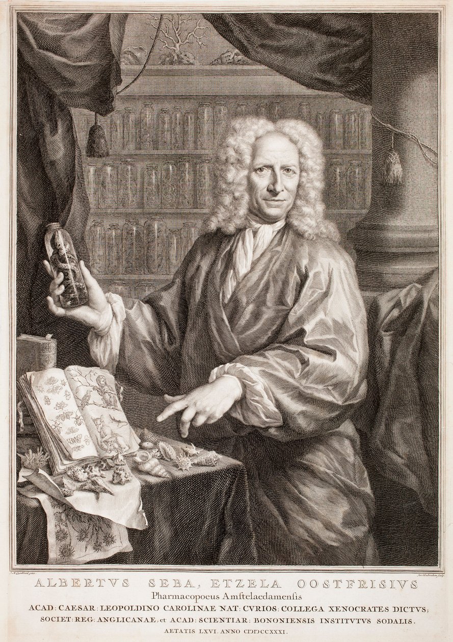 Retrato de Albertus Seba, según Jan Maurits Quinkhard de Jacobus Houbraken