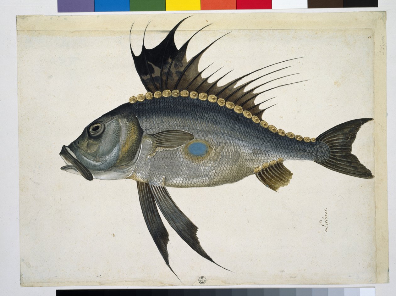 Pescado de Jacopo Ligozzi