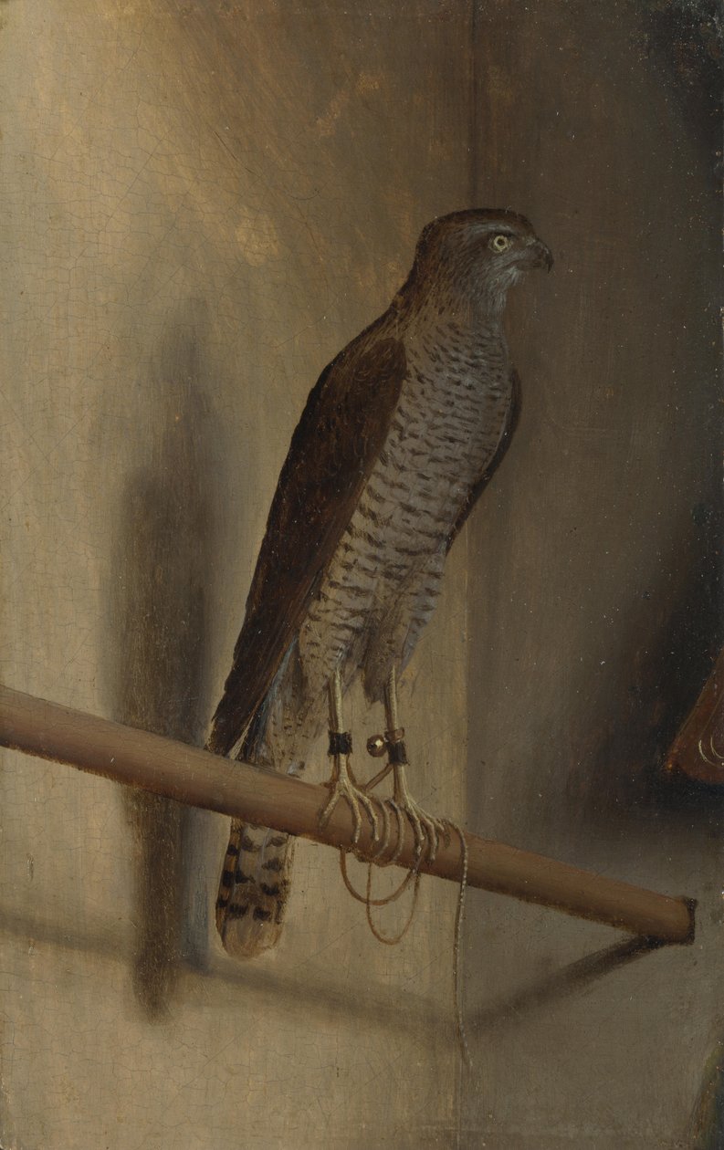 Un gavilán de Jacopo de Barbari