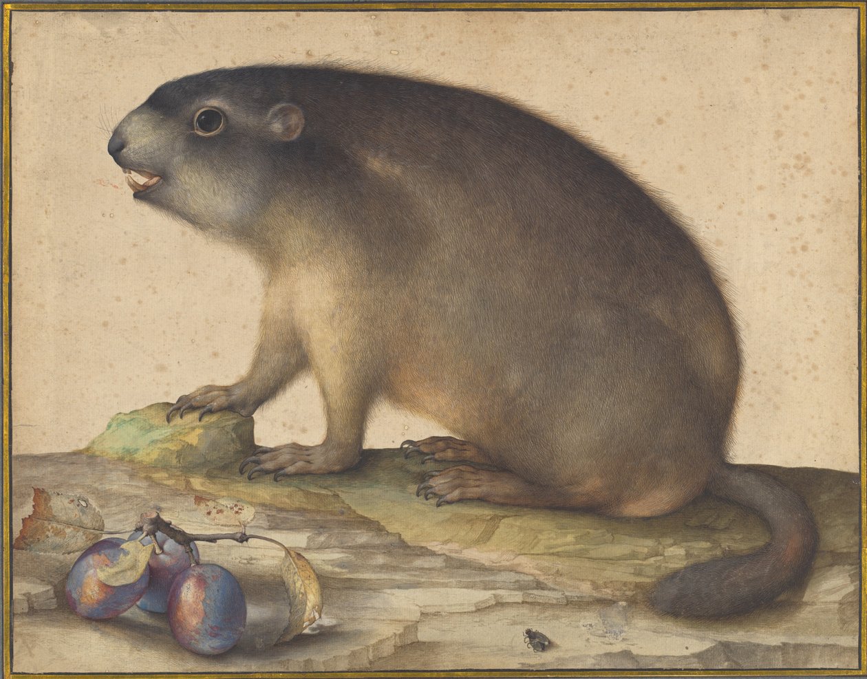 Una marmota con una rama de ciruelas de Jacopo Ligozzi