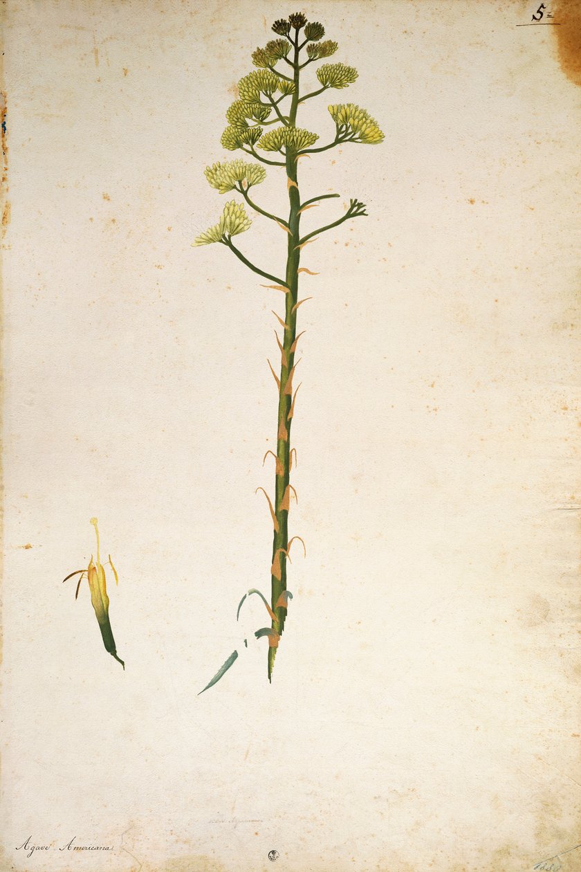 Flor de agave (Agave americana) por Jacopo Ligozzi de Jacopo Ligozzi