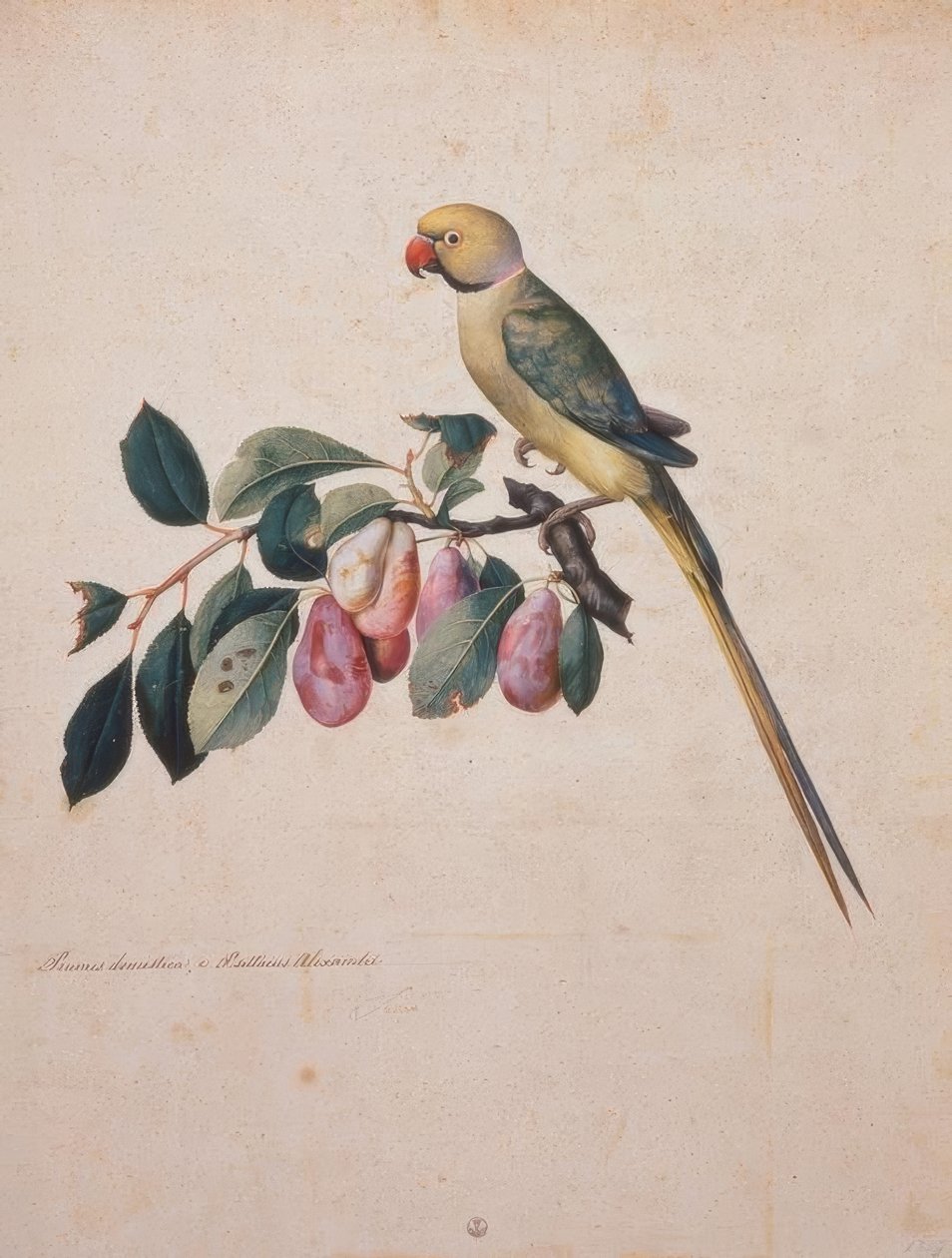 Prunus domestica y Psittacus Alexandri de Jacopo Ligozzi