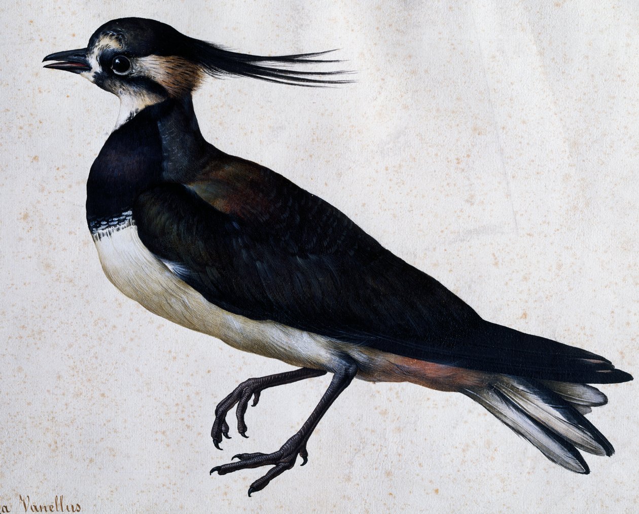 Tringa vanellus (Avefría) por Jacopo Ligozzi (1547-1627) de Jacopo Ligozzi