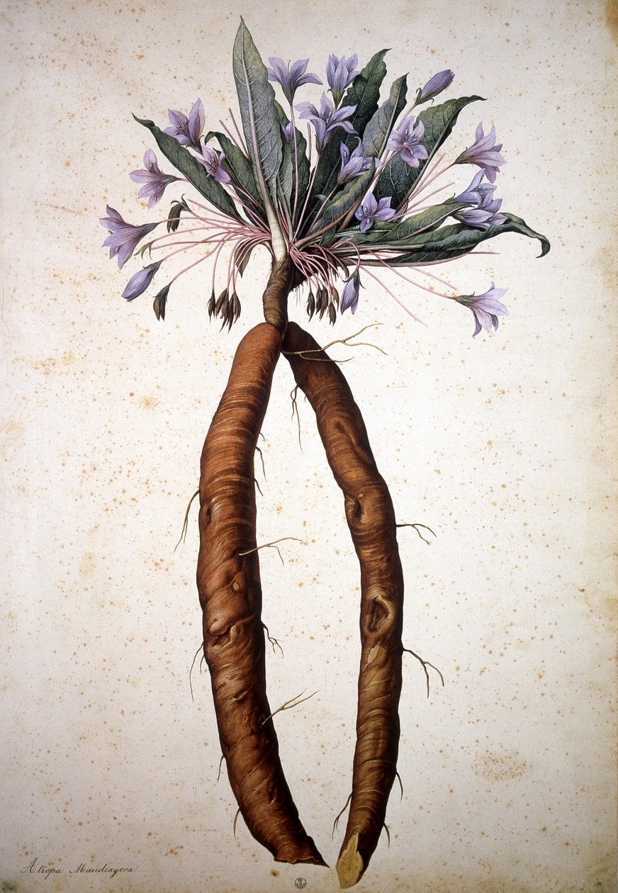 Imagen desconocida de Jacopo Ligozzi