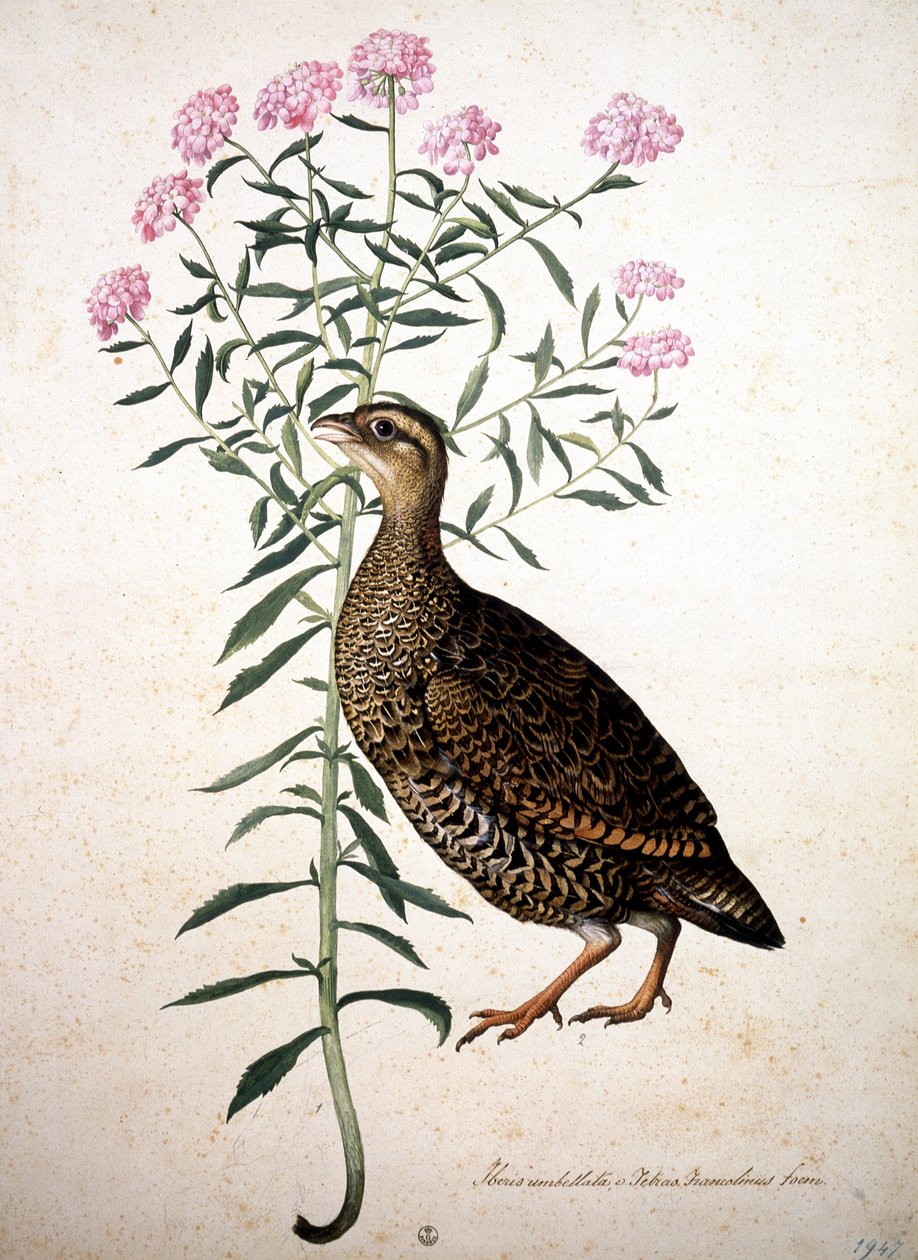 Imagen desconocida de Jacopo Ligozzi