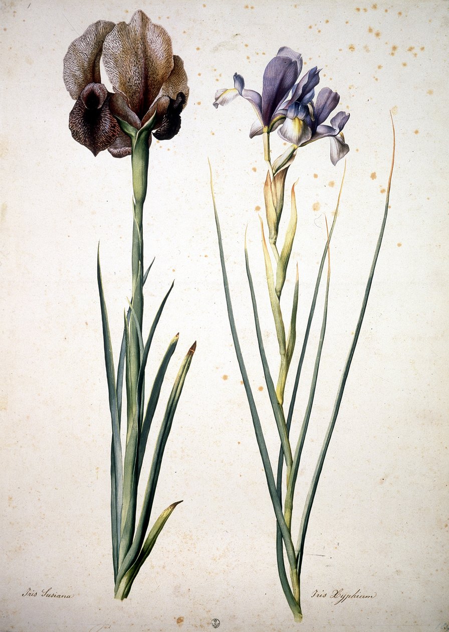 Imagen desconocida de Jacopo Ligozzi