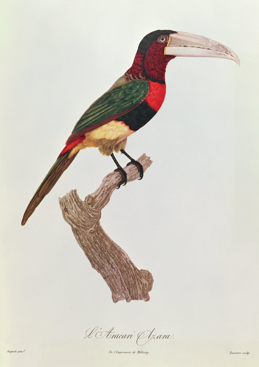 Azara Aracari, grabado por Barriere de Jacques Barraband