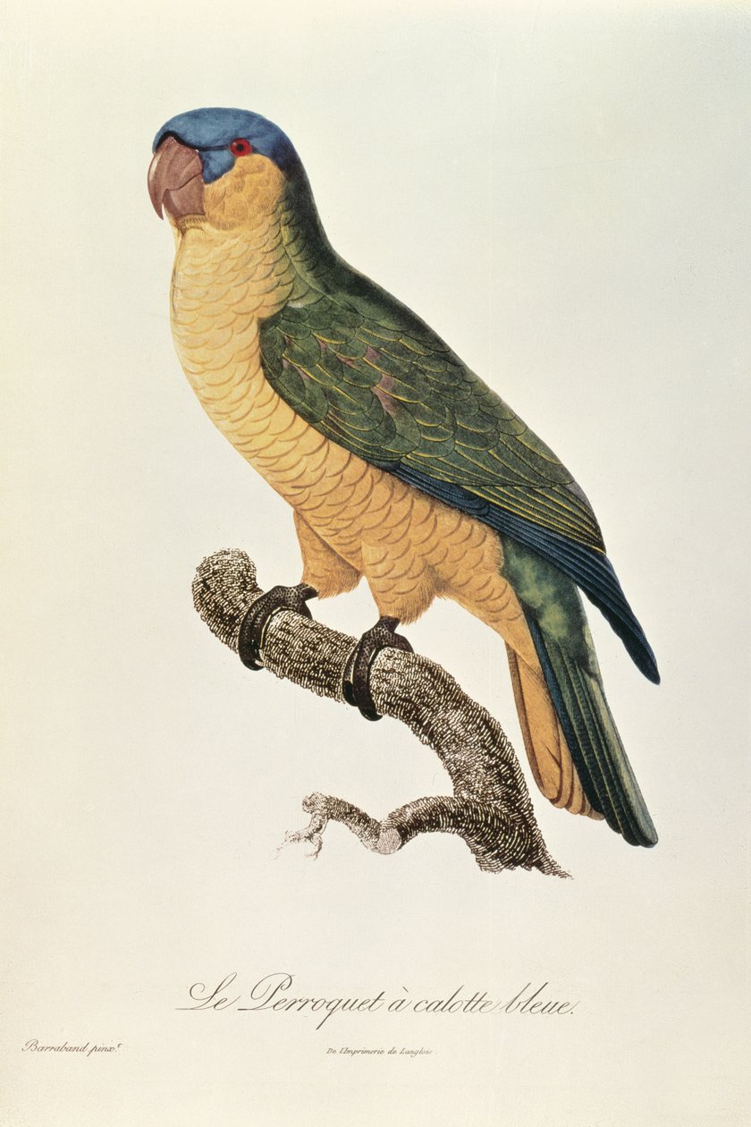 Loro de gorra azul por Jacques Barraband de Jacques Barraband