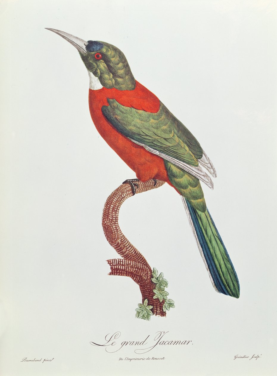 Gran Jacamar, grabado por Gromillier de Jacques Barraband