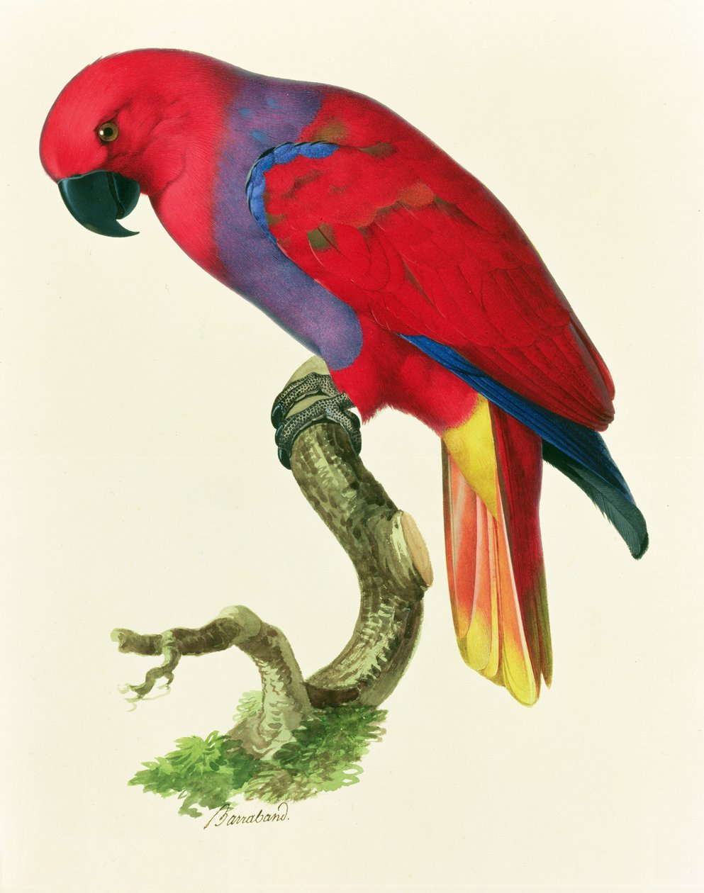 Loro rojo de Jacques Barraband