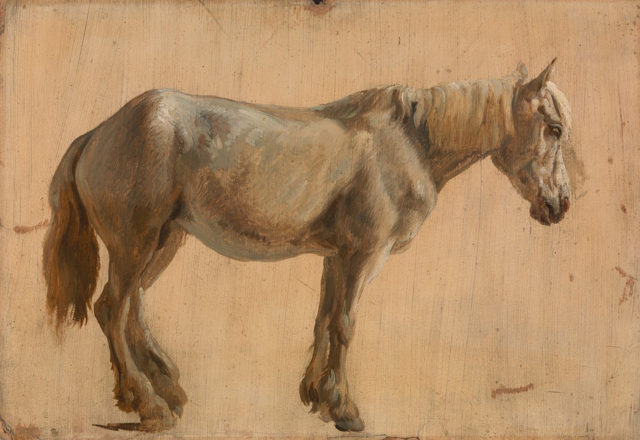 Estudio de un caballo gris de Jacques Laurent Agasse