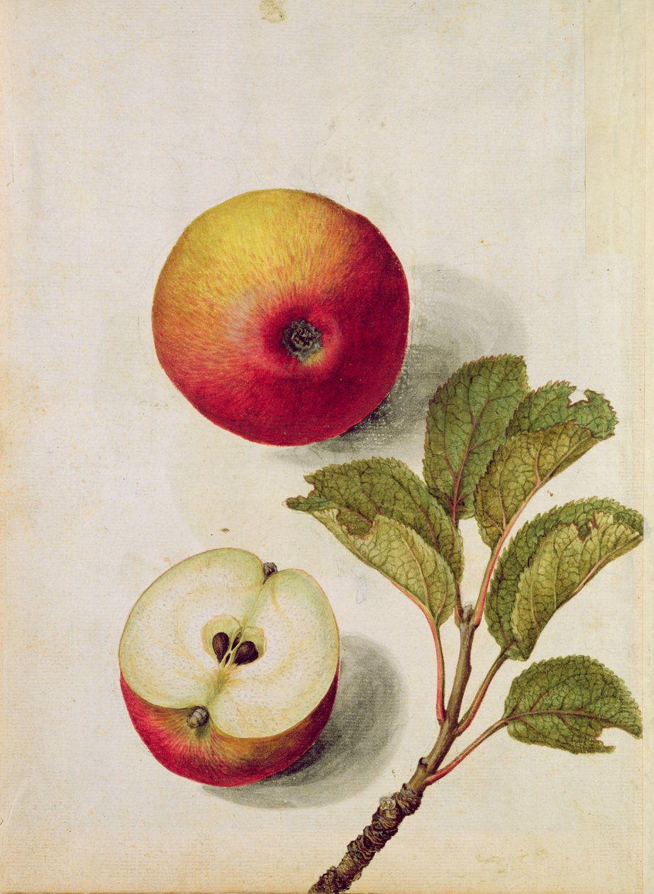 Manzana: Pyrus malus, c.1568 de Jacques Le Moyne
