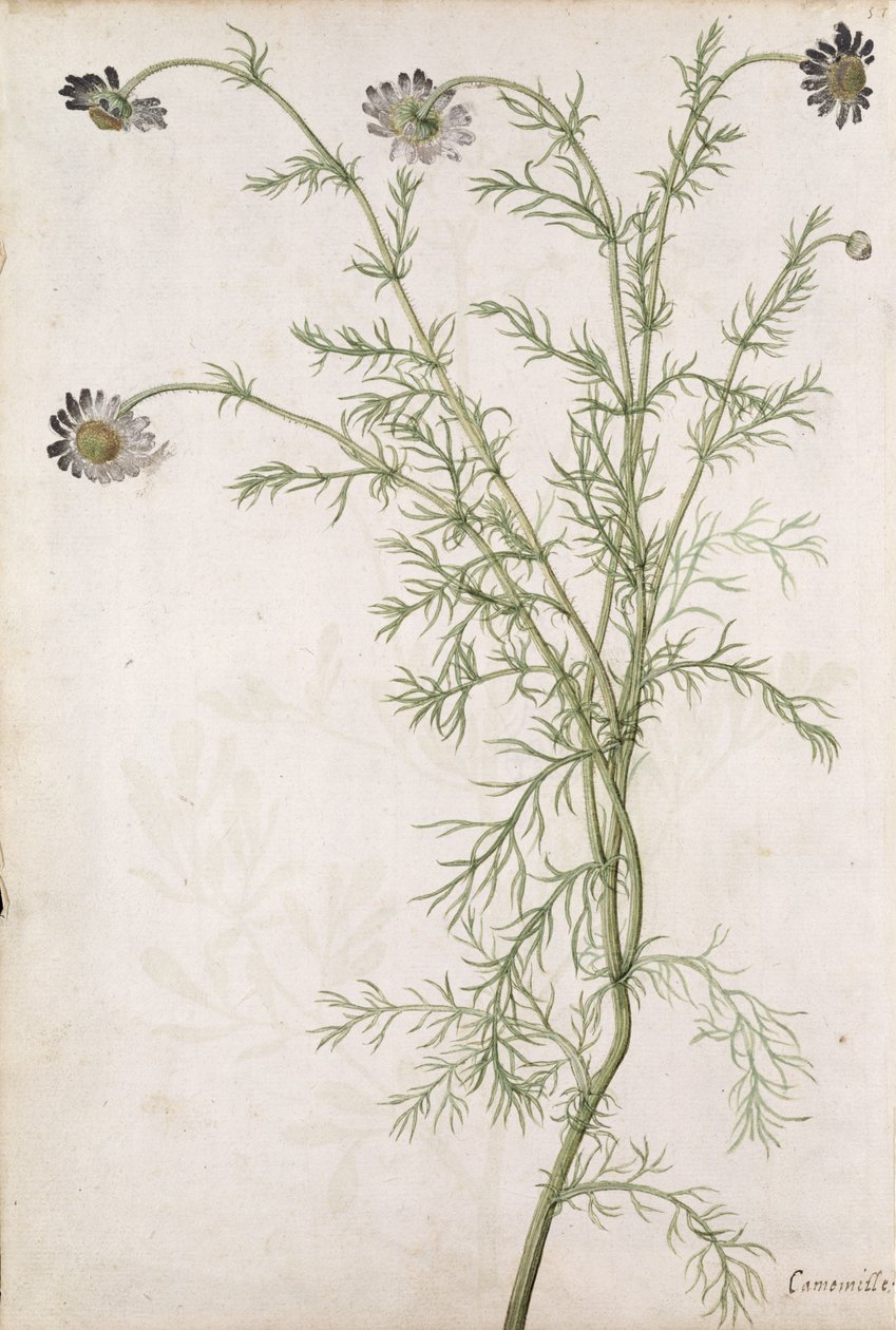 Chamaemelum nobile Allioni, c.1568 de Jacques Le Moyne