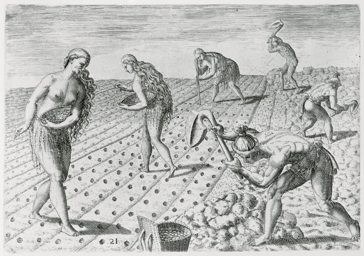 Indios de Florida plantando maíz, de 