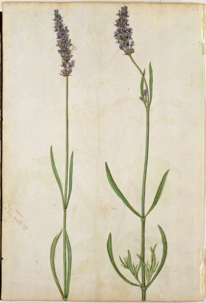 Lavandula officinalis (Lavanda inglesa antigua), c.1568 de Jacques Le Moyne