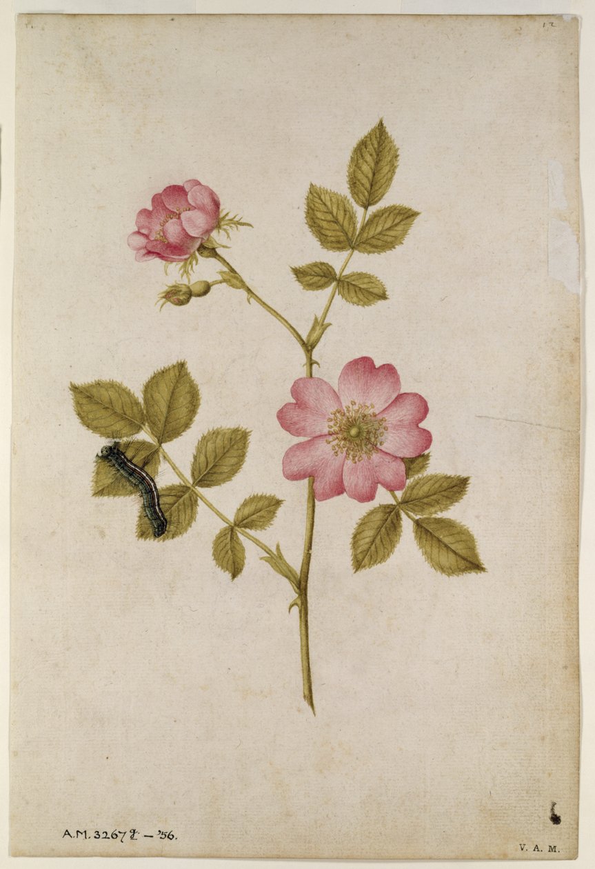 Rosa canina - Rosa silvestre y oruga de Jacques Le Moyne