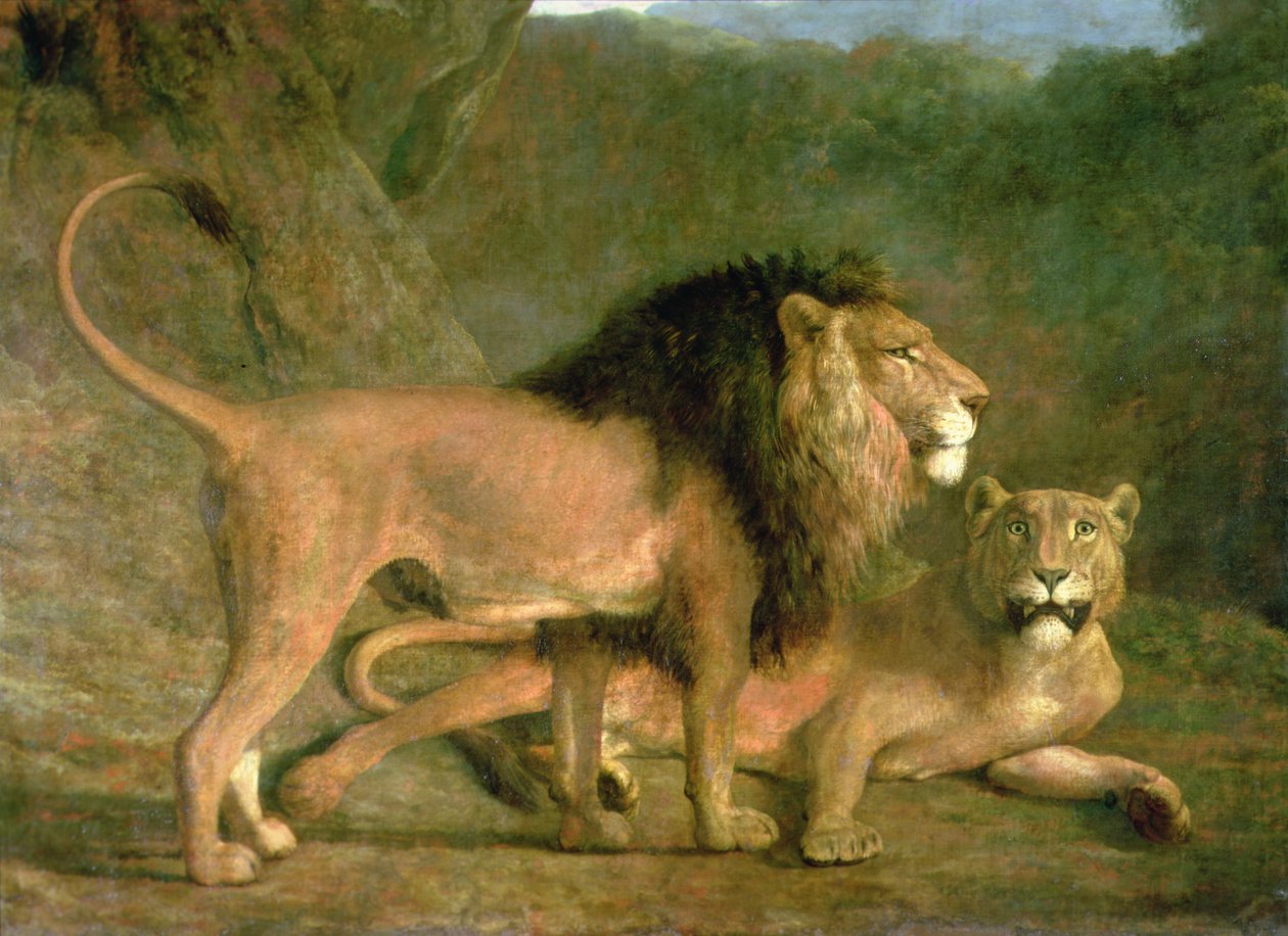 Un león y una leona en un valle rocoso (óleo sobre lienzo) de Jacques Laurent Agasse
