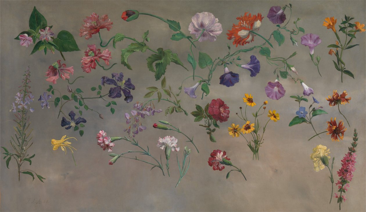 Estudios de flores [1985, Cormack, Catálogo conciso YCBA]. de Jacques-Laurent Agasse