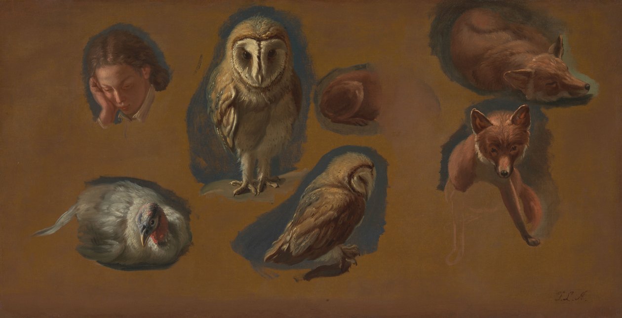 Estudios de un zorro, una lechuza común, un pavo real y la cabeza de un joven de Jacques-Laurent Agasse