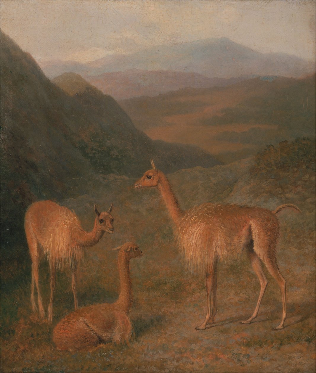 Vicunas de Jacques-Laurent Agasse