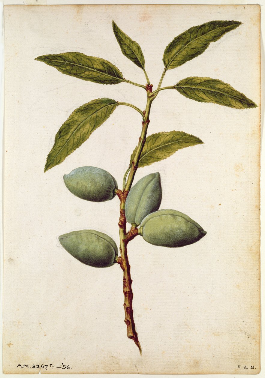 Almendra: Amygdalus communis, c.1568, por J.le Moyne de Morgue (c.1530-88) de Jacques (1533-88) Le Moyne