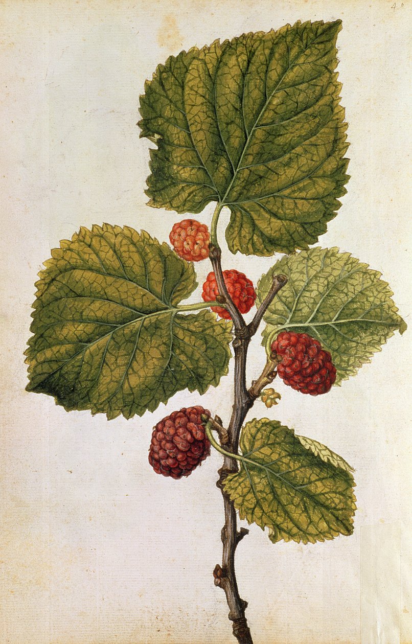  de Jacques (1533-88) Le Moyne