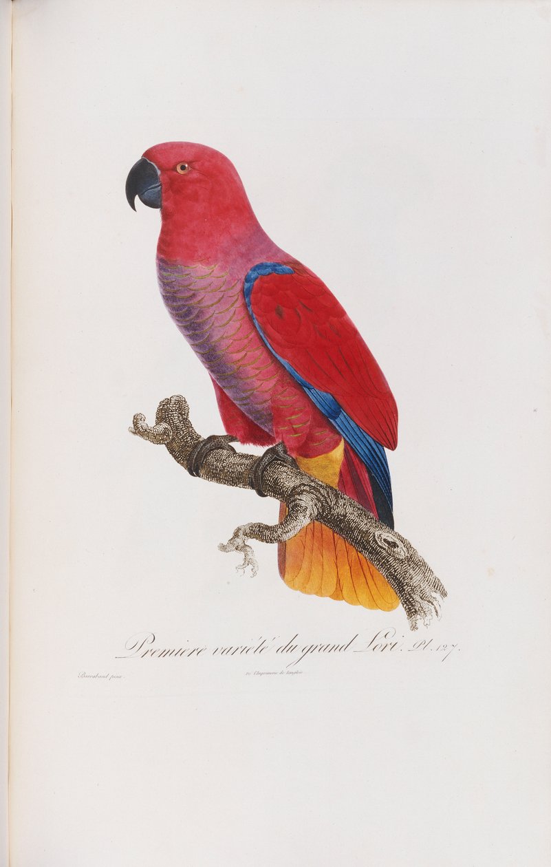 Première variété du Grand Lori, grabado por Langlois, c.1801-05 de Jacques Barraband
