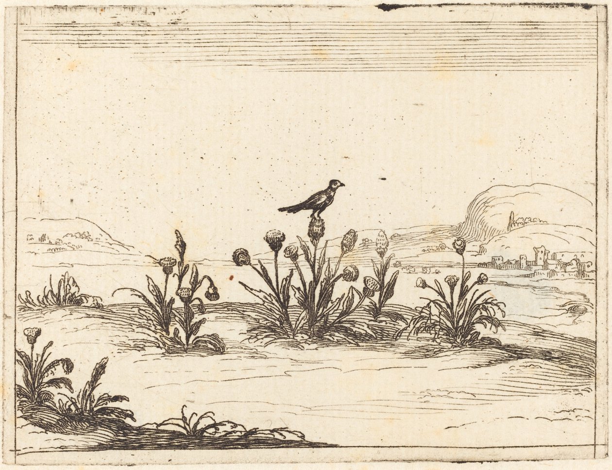 Pájaro posado en un cardo de Jacques Callot