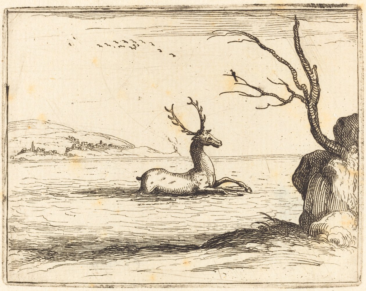 Ciervo en el Agua de Jacques Callot