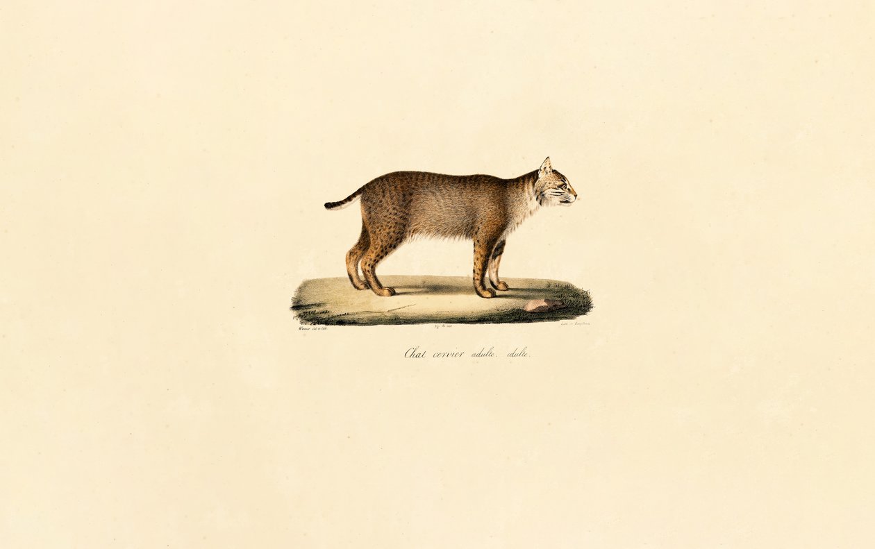 Gato montés adulto de Jacques Christophe Werner