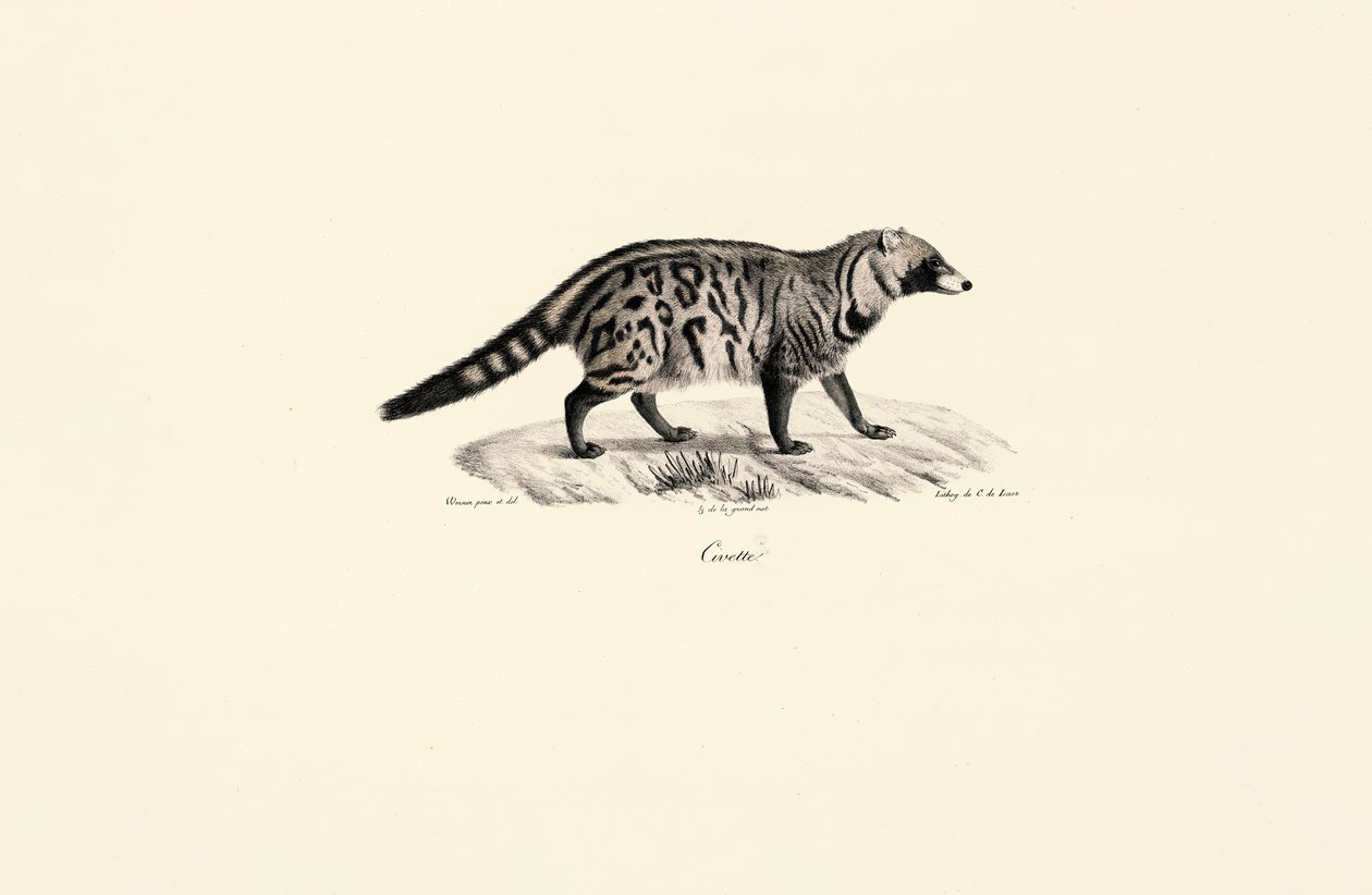 Civeta africana (Civettictis civetta) de Jacques Christophe Werner