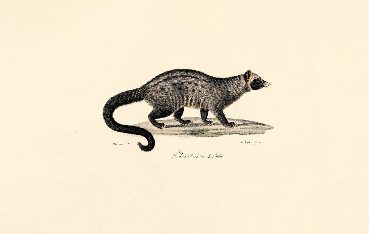 Civet africano de Jacques Christophe Werner