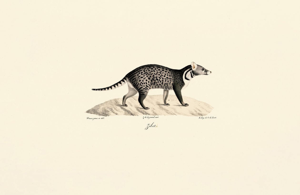 Civet africano de Jacques Christophe Werner