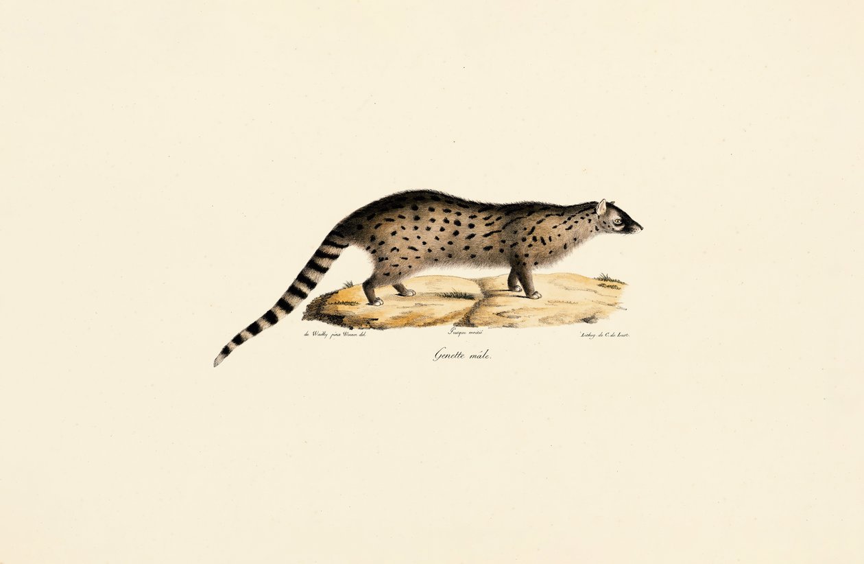 Genética africana de Jacques Christophe Werner