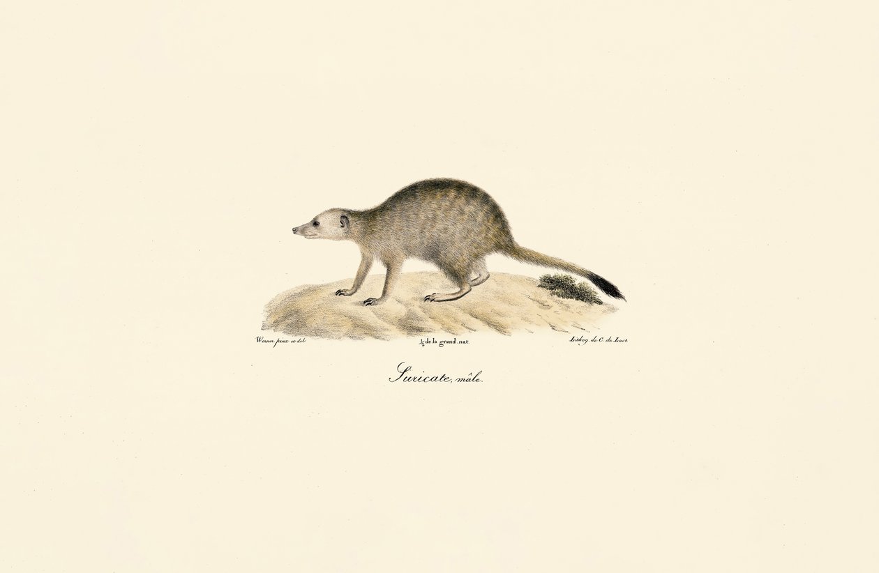 Mangosta africana (macho) de Jacques Christophe Werner