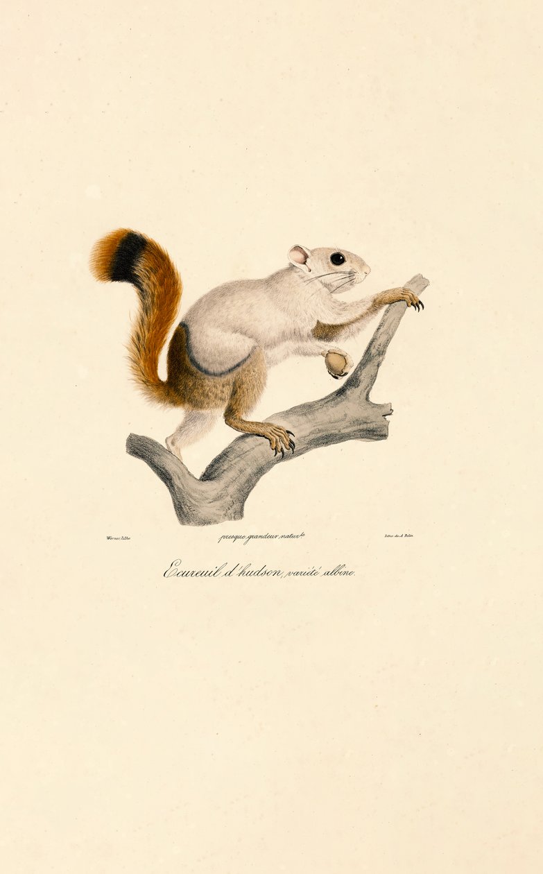  de Jacques Christophe Werner