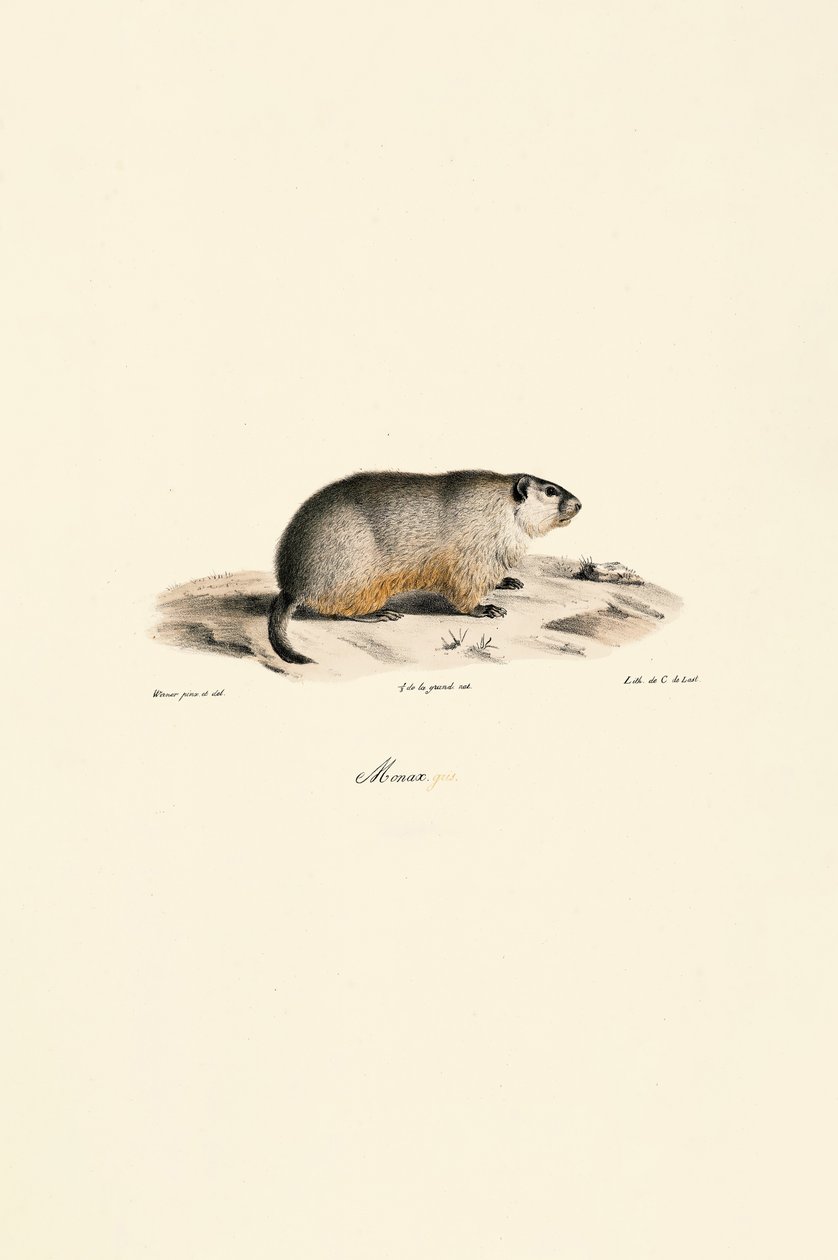 Marmota alpina (variante Monax) de Jacques Christophe Werner