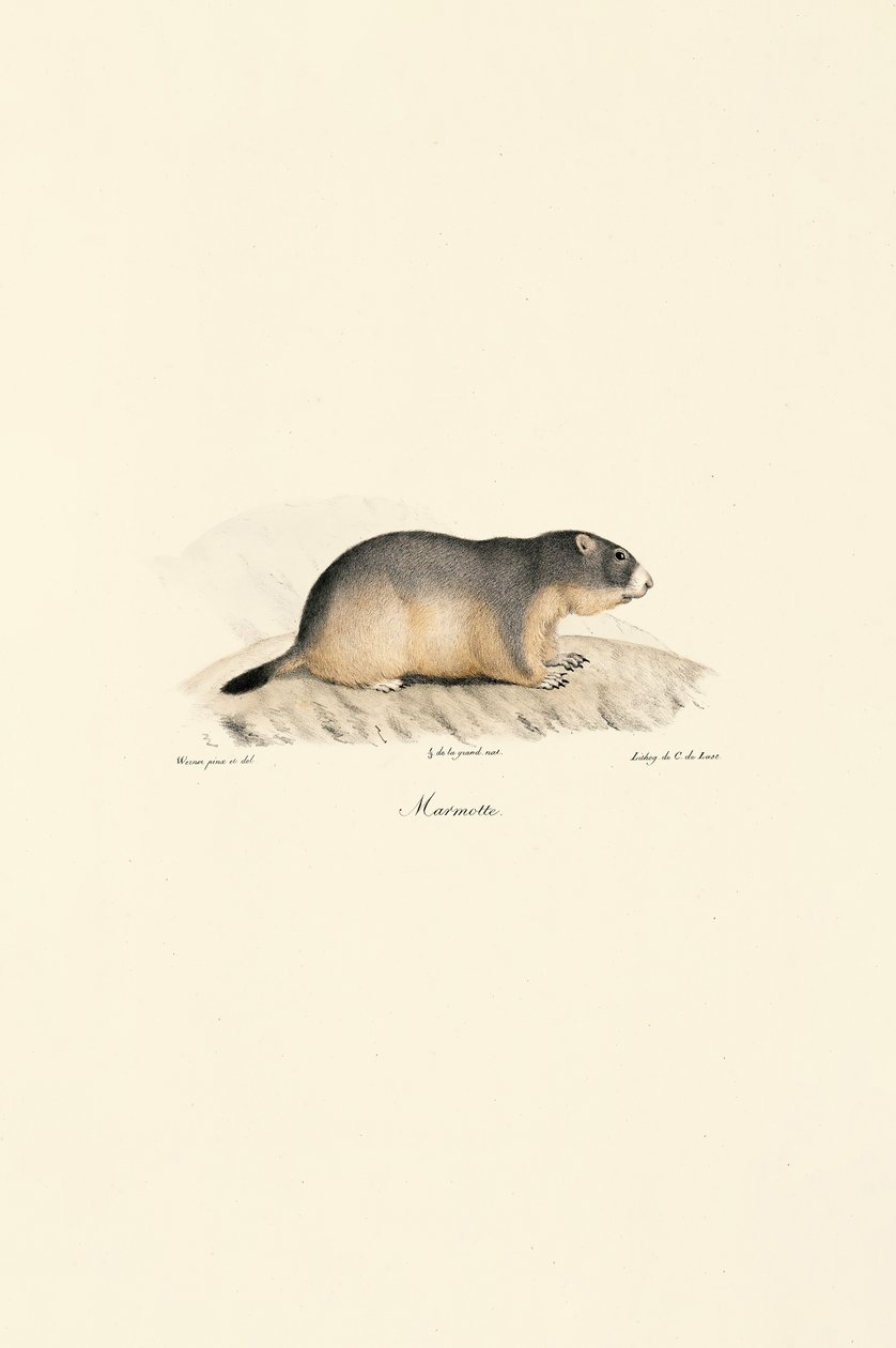 Marmota alpina de Jacques Christophe Werner